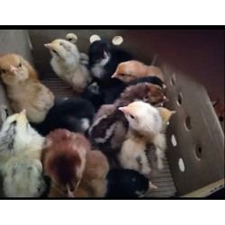 FFG Chicks – Male & Female Mix (1 to 3 Days Old)