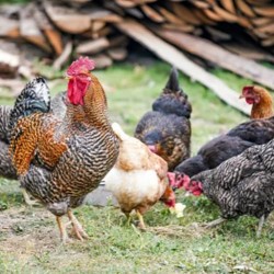FFG Chicks – Male & Female Mix (1 to 3 Days Old)