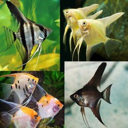 Angel Fish – Elegant Freshwater Aquarium Fish for Community Tanks