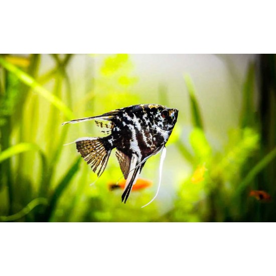 Angel Fish – Elegant Freshwater Aquarium Fish for Community Tanks