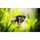 Angel Fish – Elegant Freshwater Aquarium Fish for Community Tanks