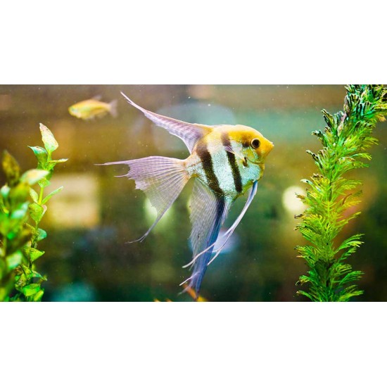 Angel Fish – Elegant Freshwater Aquarium Fish for Community Tanks