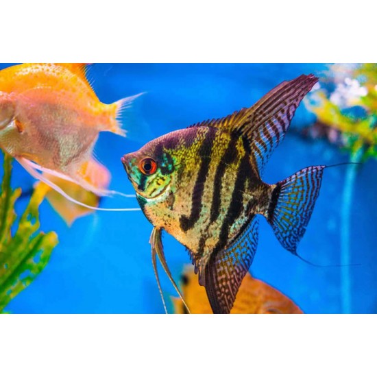 Angel Fish – Elegant Freshwater Aquarium Fish for Community Tanks