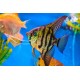 Angel Fish – Elegant Freshwater Aquarium Fish for Community Tanks