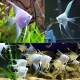 Angel Fish – Elegant Freshwater Aquarium Fish for Community Tanks