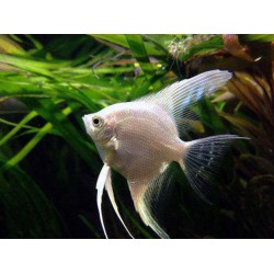 Angel Fish – Elegant Freshwater Aquarium Fish for Community Tanks