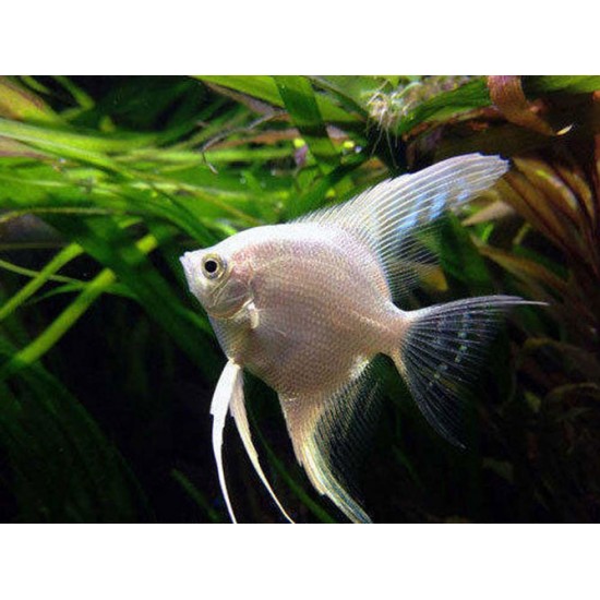 Angel Fish – Elegant Freshwater Aquarium Fish for Community Tanks