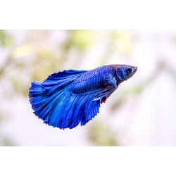 Betta Fighter Fish – Colorful and Territorial Freshwater Aquarium Fish