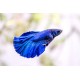 Betta Fighter Fish – Colorful and Territorial Freshwater Aquarium Fish