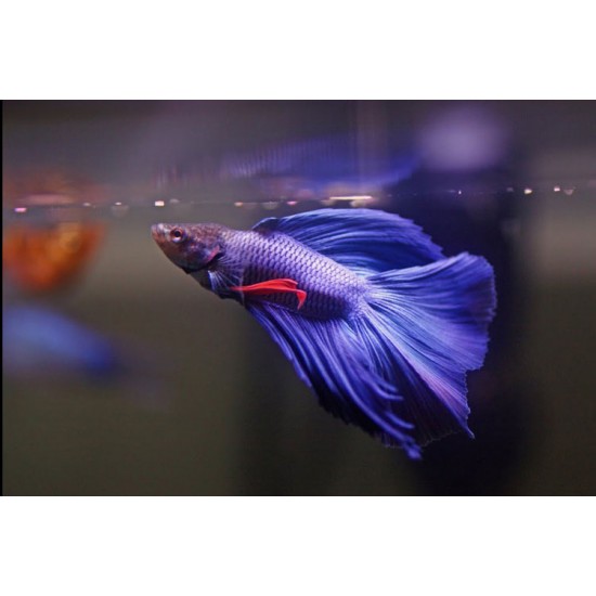 Betta Fighter Fish – Colorful and Territorial Freshwater Aquarium Fish