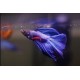 Betta Fighter Fish – Colorful and Territorial Freshwater Aquarium Fish