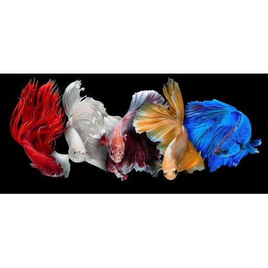 Betta Fighter Fish – Colorful and Territorial Freshwater Aquarium Fish