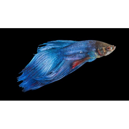 Betta Fighter Fish – Colorful and Territorial Freshwater Aquarium Fish