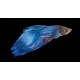 Betta Fighter Fish – Colorful and Territorial Freshwater Aquarium Fish