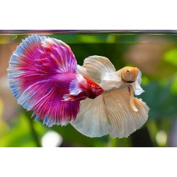 Betta Fighter Fish – Colorful and Territorial Freshwater Aquarium Fish