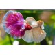 Betta Fighter Fish – Colorful and Territorial Freshwater Aquarium Fish