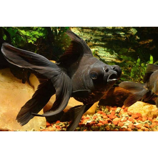 Black Moor Goldfish – Hardy and Unique Freshwater Aquarium Fish