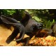 Black Moor Goldfish – Hardy and Unique Freshwater Aquarium Fish