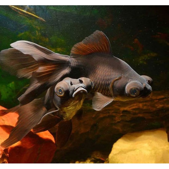 Black Moor Goldfish – Hardy and Unique Freshwater Aquarium Fish