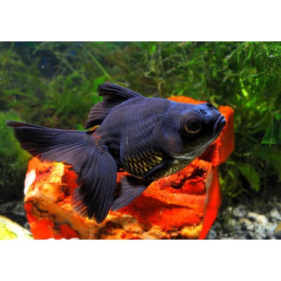 Black Moor Goldfish – Hardy and Unique Freshwater Aquarium Fish
