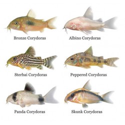 Corydoras Catfish – Peaceful Bottom-Dwelling Aquarium Fish