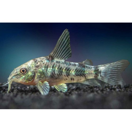 Corydoras Catfish – Peaceful Bottom-Dwelling Aquarium Fish