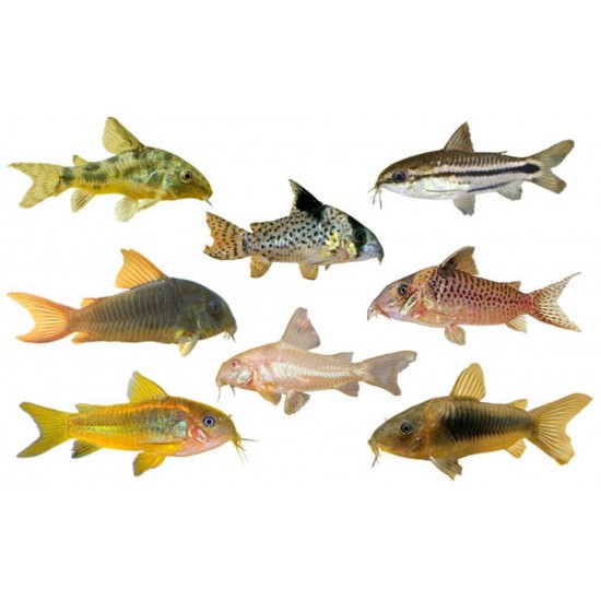 Corydoras Catfish – Peaceful Bottom-Dwelling Aquarium Fish