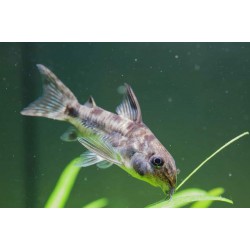 Corydoras Catfish – Peaceful Bottom-Dwelling Aquarium Fish