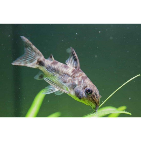 Corydoras Catfish – Peaceful Bottom-Dwelling Aquarium Fish