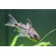 Corydoras Catfish – Peaceful Bottom-Dwelling Aquarium Fish