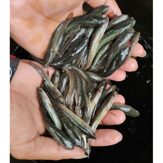 Murrel/Channa Fish Seed (Channa striata / Channa marulius)