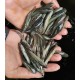 Murrel/Channa Fish Seed (Channa striata / Channa marulius)