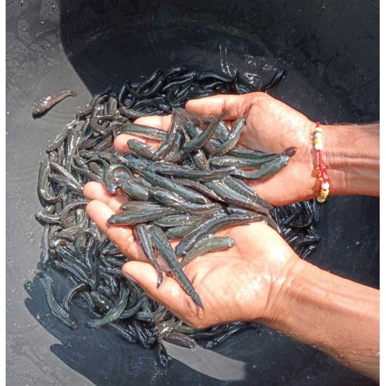 Murrel/Channa Fish Seed (Channa striata / Channa marulius)