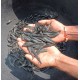 Murrel/Channa Fish Seed (Channa striata / Channa marulius)