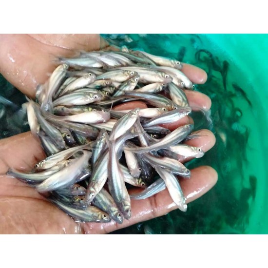 Pangasius Fish Seed (Pangasius hypophthalmus)