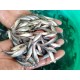 Pangasius Fish Seed (Pangasius hypophthalmus)