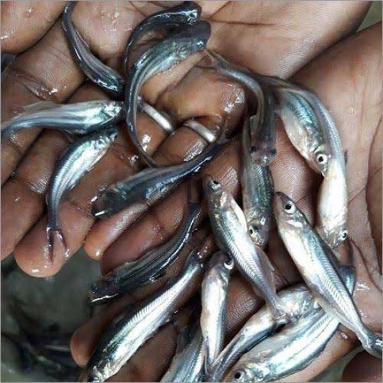 Pangasius Fish Seed (Pangasius hypophthalmus)