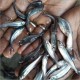 Pangasius Fish Seed (Pangasius hypophthalmus)