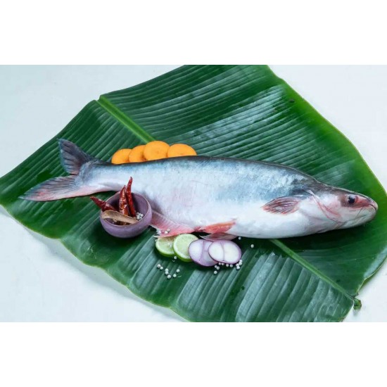 Pangasius Fish Seed (Pangasius hypophthalmus)