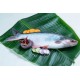 Pangasius Fish Seed (Pangasius hypophthalmus)