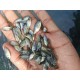 Tilapia Fish Seed (Oreochromis niloticus)