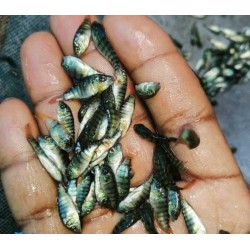 Tilapia Fish Seed (Oreochromis niloticus)