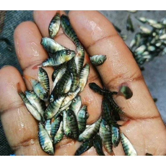 Tilapia Fish Seed (Oreochromis niloticus)