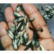 Tilapia Fish Seed (Oreochromis niloticus)