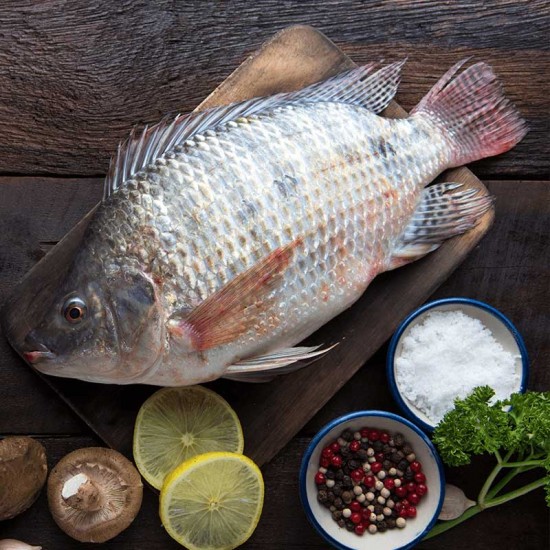 Tilapia Fish Seed (Oreochromis niloticus)
