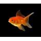 Goldfish – Live Aquarium Fish for Home Tanks