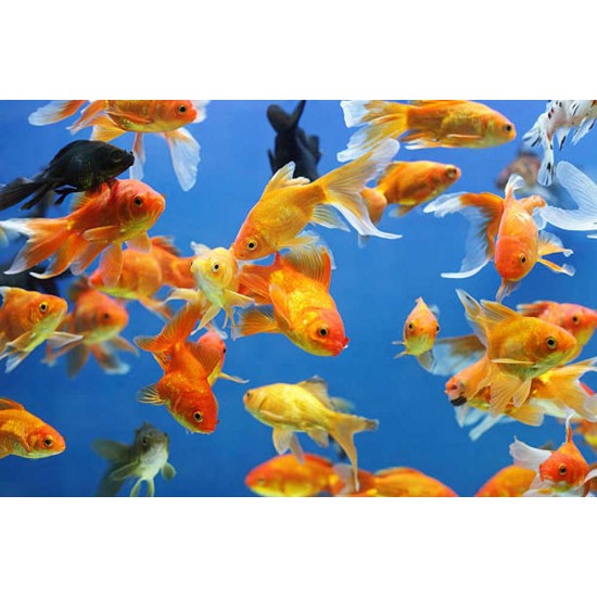 Goldfish – Live Aquarium Fish for Home Tanks