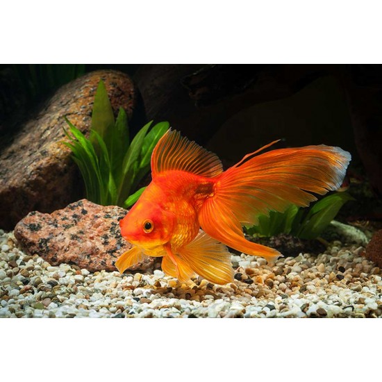 Goldfish – Live Aquarium Fish for Home Tanks