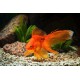 Goldfish – Live Aquarium Fish for Home Tanks