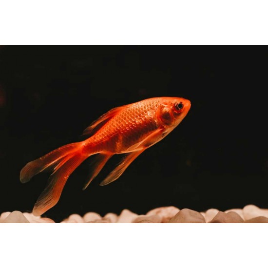Goldfish – Live Aquarium Fish for Home Tanks